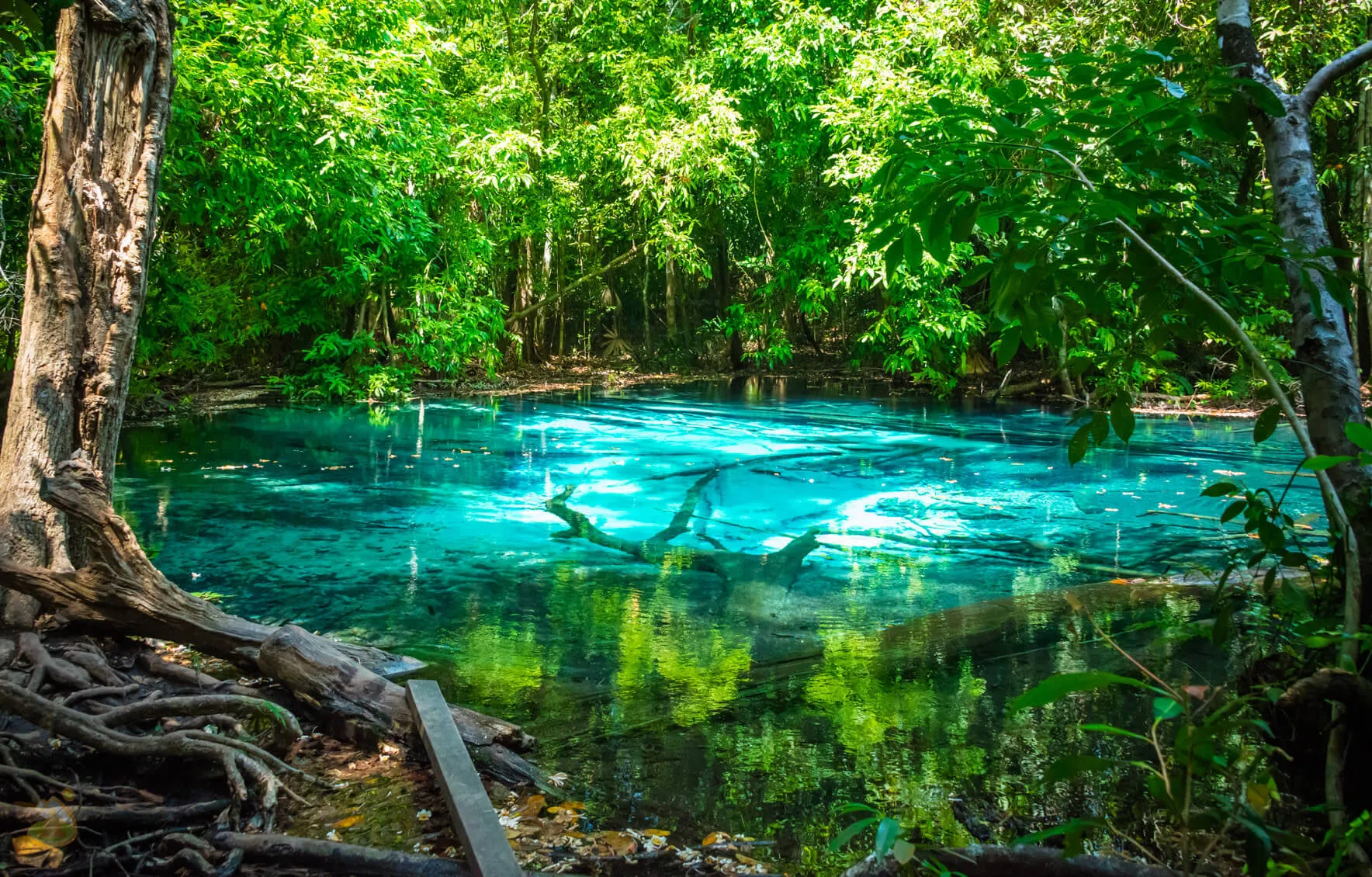 🏞️ Krabi Emerald Pool (Crystal Pool)